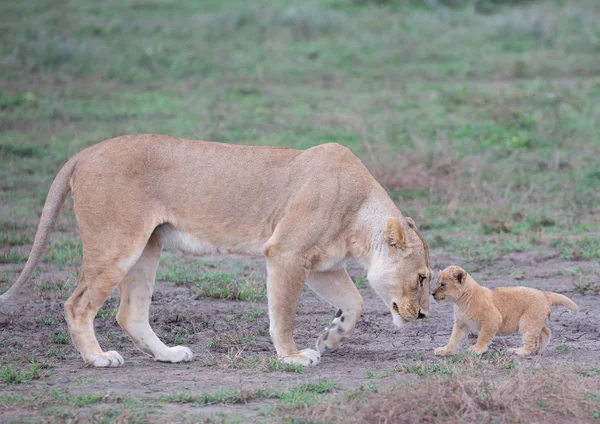 dişi aslan ve yavrusunu Afrika. yaban hayatı resim. 