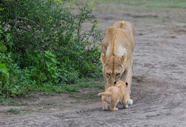 Leeuwin Haar Cub Afrika Foto Van Dieren Het Wild — Stockfoto
