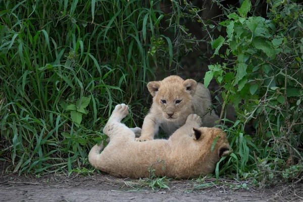 Louveteaux Lion Jouant Afrique Image Faune — Photo