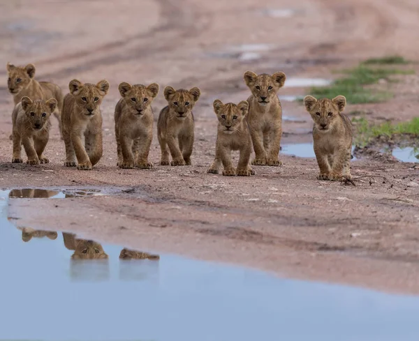Löwenjungen Laufen Afrika Bild Der Tierwelt — Stockfoto