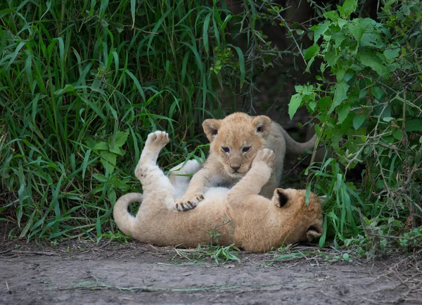 アフリカのライオンのカブス 野生動物の写真 — ストック写真