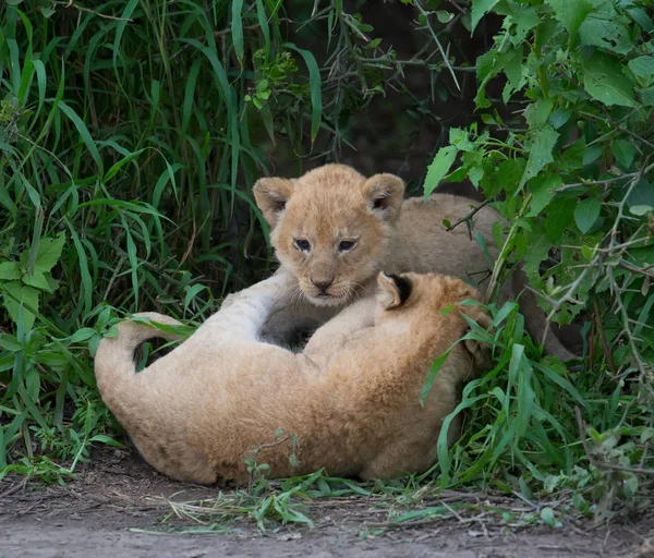 Louveteaux Lion Jouant Afrique Image Faune — Photo