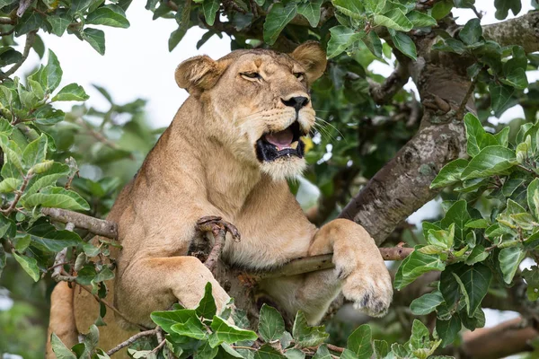 dişi aslan ağaç üzerinde rahatlatıcı kapatın. Milli Parkı, Afrika. 