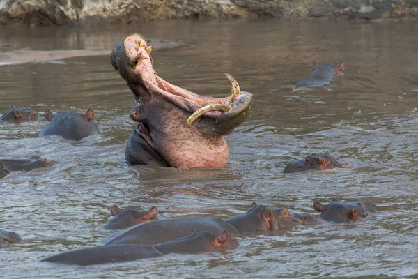 Hipopotamın Doğal Ortamında Aldı — Stok fotoğraf