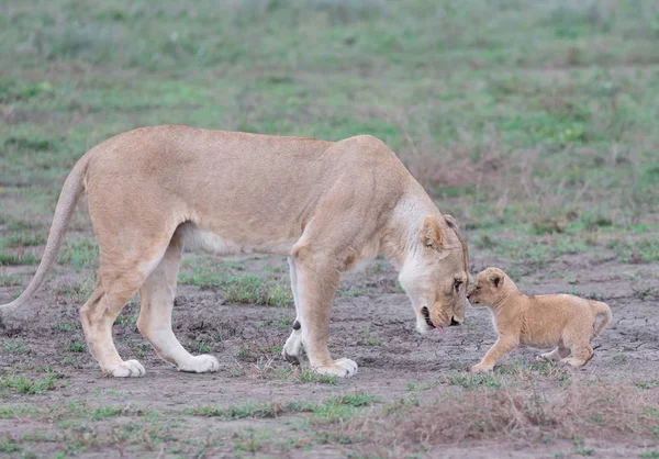 dişi aslan ve yavrusunu Afrika. yaban hayatı resim. 