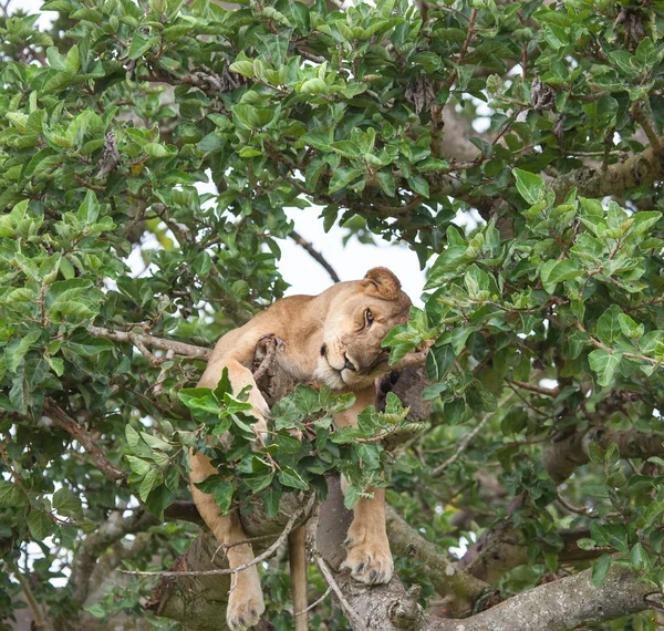 dişi aslan ağaç üzerinde rahatlatıcı kapatın. Milli Parkı, Afrika. 