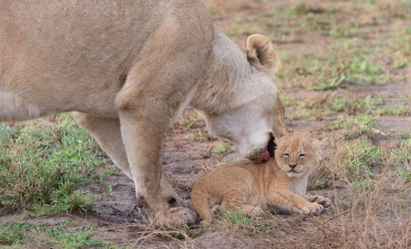 Leeuwin Haar Cub Afrika Foto Van Dieren Het Wild — Stockfoto