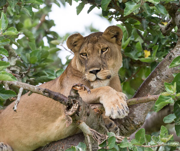 Lioness relaxing on tree, close up. National park, Africa.