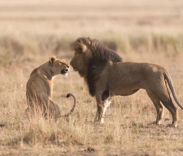 Dieren Het Wild Leeuw Leeuwin Savanne Afrika — Stockfoto