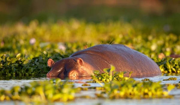 Hipopótamo Tomó Hábitat Natural — Foto de Stock
