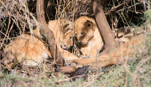 cubs of lion playing,   Africa.  picture of wildlife.