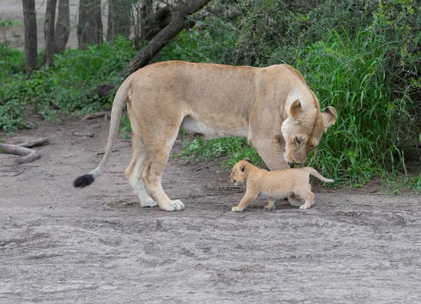 Lwica Jej Cub Afryce Obraz Przyrody — Zdjęcie stockowe