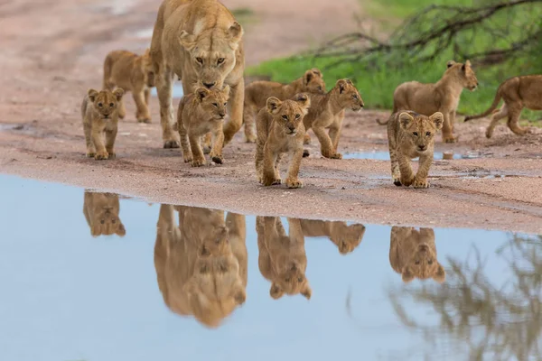 Dişi yavrularını, Afrika. yaban hayatı resim. 