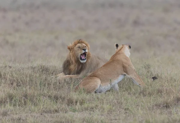 Faune Lion Lionne Afrique — Photo