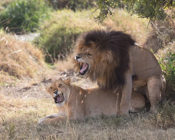 非洲大草原上的狮子和母狮 — 图库照片
