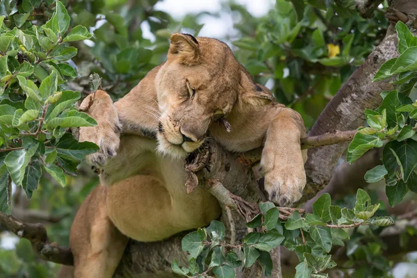 dişi aslan ağaç üzerinde rahatlatıcı kapatın. Milli Parkı, Afrika. 