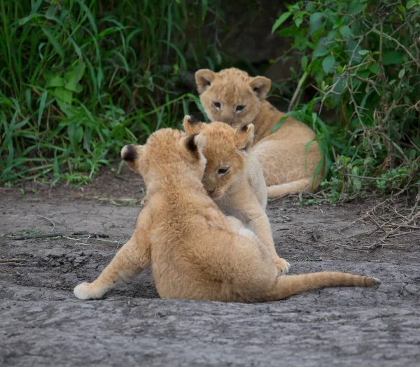 oynarken, Afrika aslan yavruları. yaban hayatı resim. 