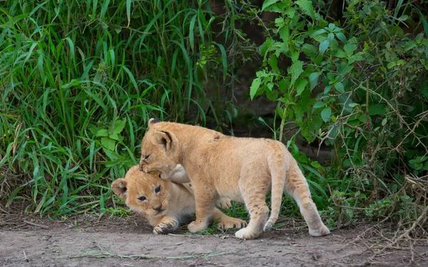 oynarken, Afrika aslan yavruları. yaban hayatı resim. 
