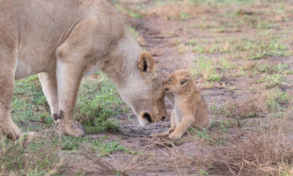 Lioness Her Cub Africa Picture Wildlife — Stock Photo, Image