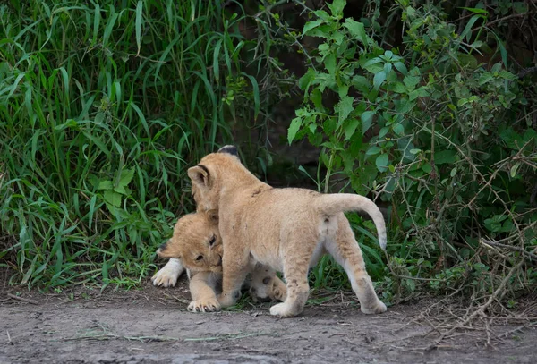 Årsungar Lion Spelar Afrika Bild Wildlife — Stockfoto