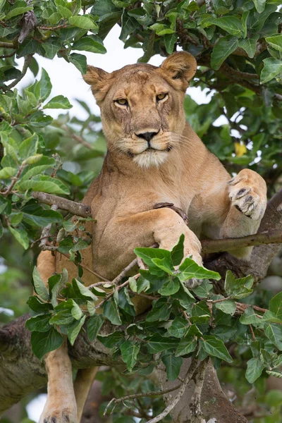 Ağaçta, dişi aslan kapatın. Milli Parkı, Afrika. 