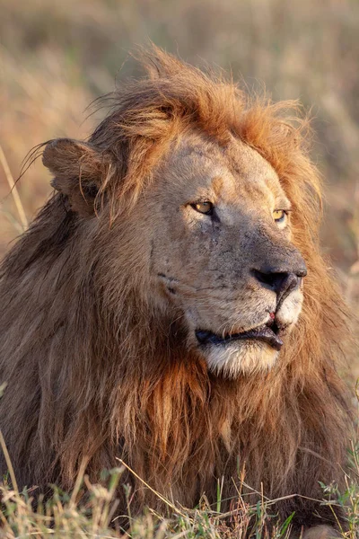 Aslan Resmini Yaban Hayatı Resim Tanzanya — Stok fotoğraf