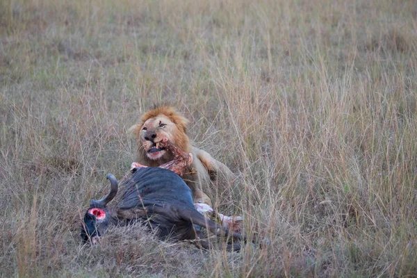 lion near dead wildebeest after successful hunting. It is an excellent illustration which shows wildlife