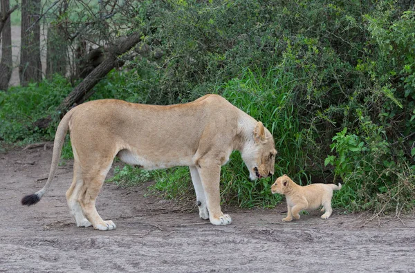 Leona Cachorro África Imagen Vida Silvestre —  Fotos de Stock