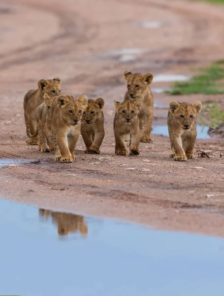 Filhotes Leões Caminhar África Imagem Vida Selvagem — Fotografia de Stock