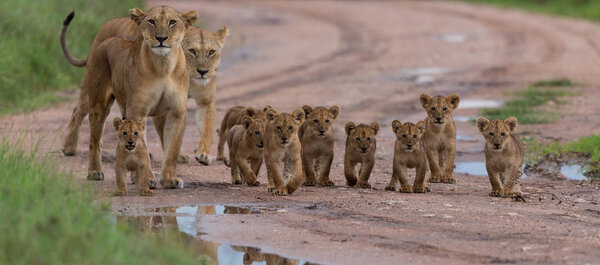 cubs of lion,   Africa.  picture of wildlife. Animals