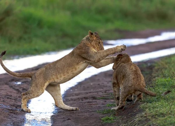 Anak Singa Afrika Gambar Satwa Liar Hewan — Stok Foto