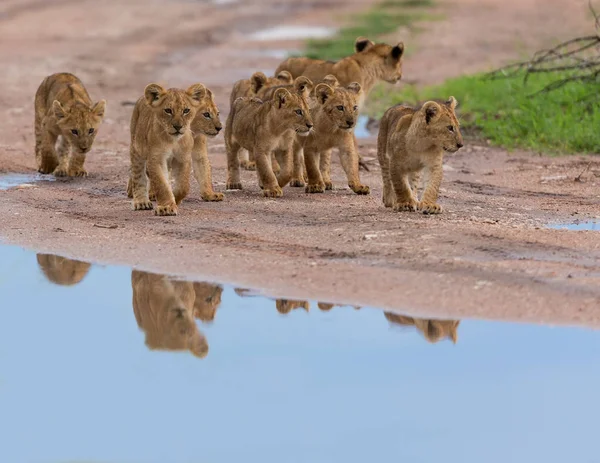 歩くと アフリカのライオンのカブス 野生動物の写真 — ストック写真