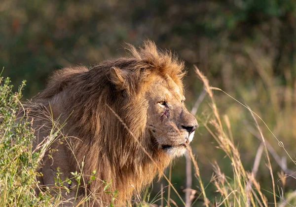 aslan resmini. yaban hayatı resim. Tanzanya