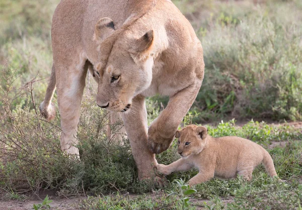 Leeuwin Haar Cub Afrika Foto Van Dieren Het Wild — Stockfoto