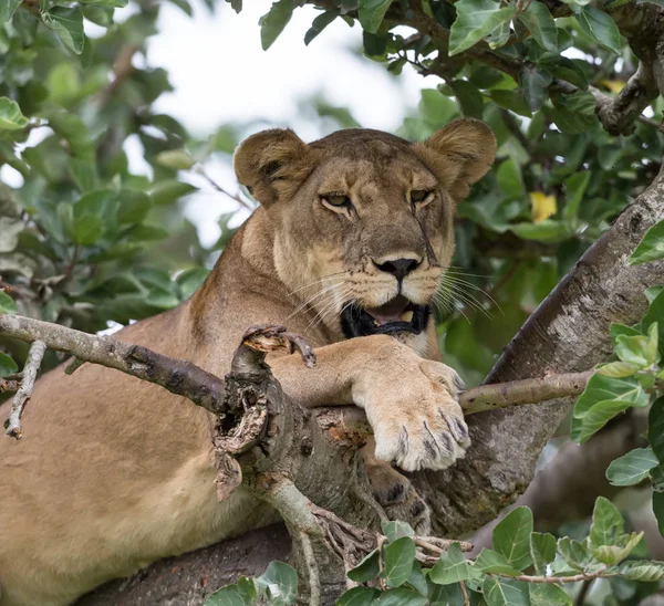 Leoa Relaxante Árvore Perto Parque Nacional África — Fotografia de Stock