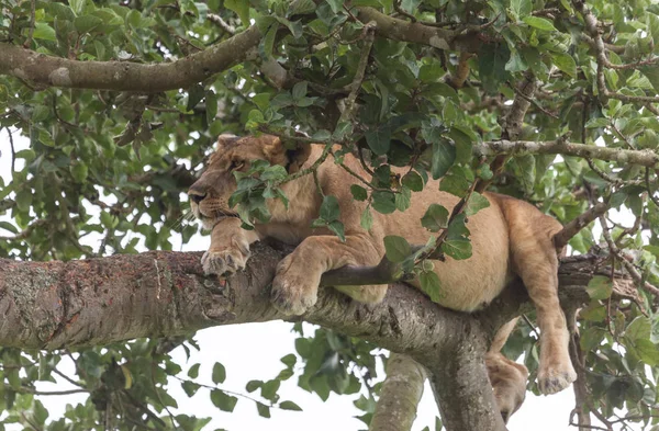 dişi aslan ağaç üzerinde rahatlatıcı kapatın. Milli Parkı, Afrika. 