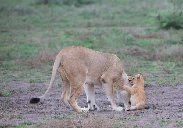 Lioness Her Cub Africa Picture Wildlife — Stock Photo, Image