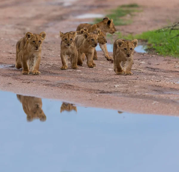 Filhotes Leões Caminhar África Imagem Vida Selvagem — Fotografia de Stock