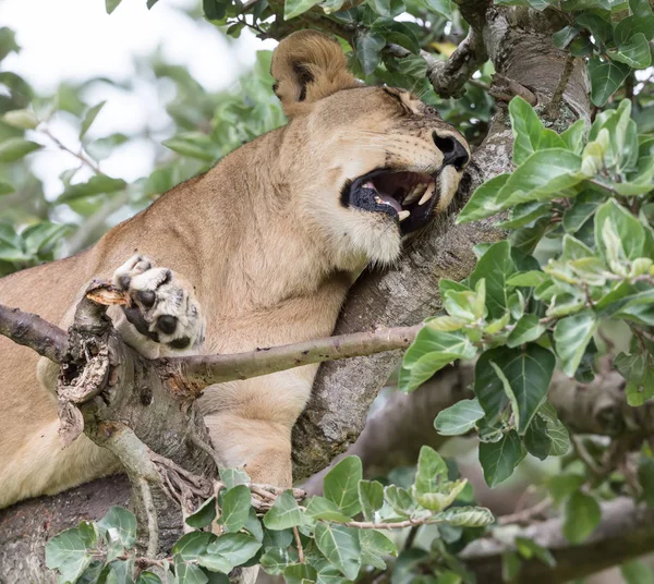 dişi aslan ağaç üzerinde rahatlatıcı kapatın. Milli Parkı, Afrika. 