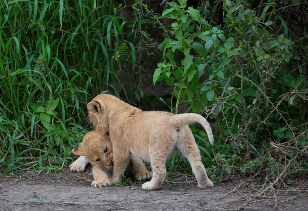 Cachorros León Jugando África Imagen Vida Silvestre —  Fotos de Stock