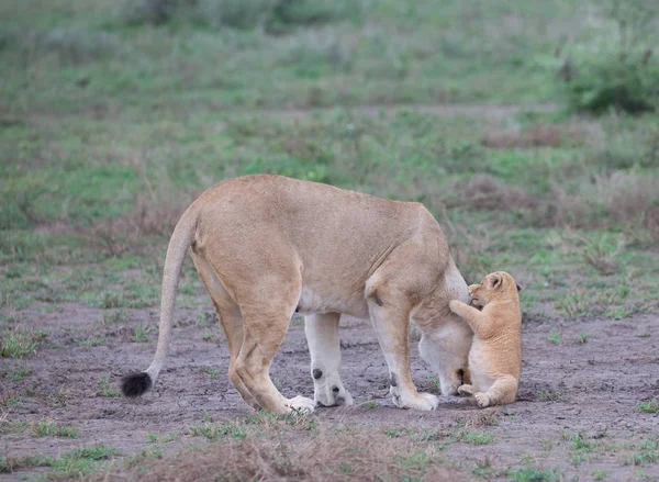 Löwin Und Ihr Junges Afrika Bild Der Tierwelt — Stockfoto