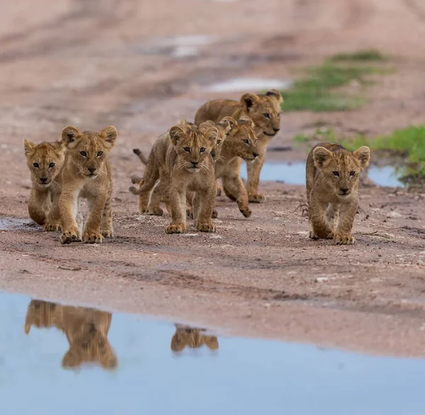 cubs of lion walking,   Africa.  picture of wildlife.