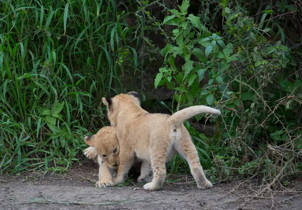 Welpen Van Spelen Afrika Leeuw Foto Van Dieren Het Wild — Stockfoto