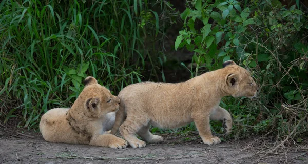 oynarken, Afrika aslan yavruları. yaban hayatı resim. 