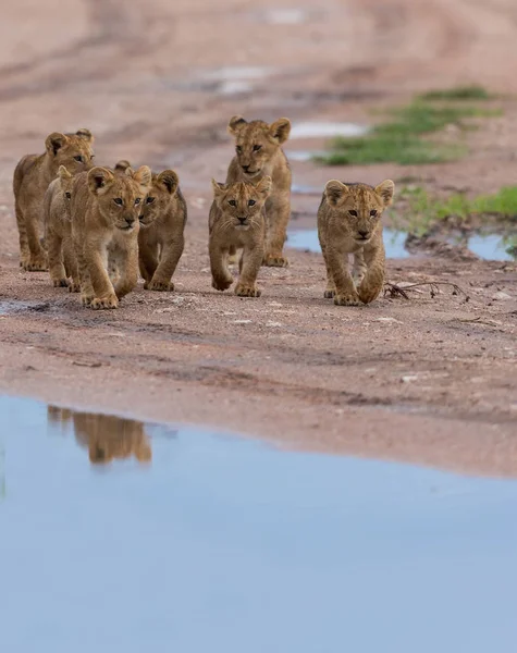 Filhotes Leões Caminhar África Imagem Vida Selvagem — Fotografia de Stock