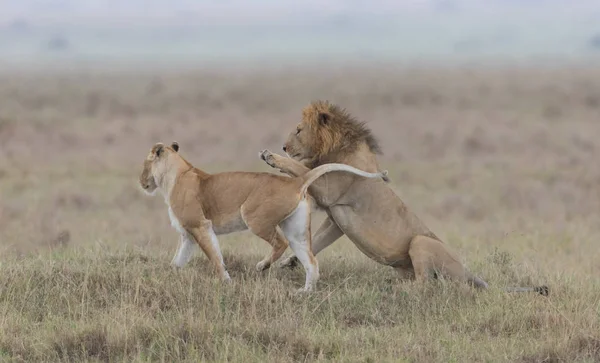 Kehidupan Liar Singa Dan Singa Betina Savana Afrika — Stok Foto