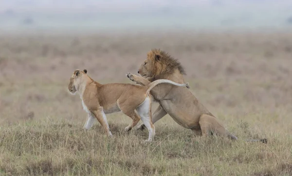 Dieren Het Wild Leeuw Leeuwin Savanne Afrika — Stockfoto