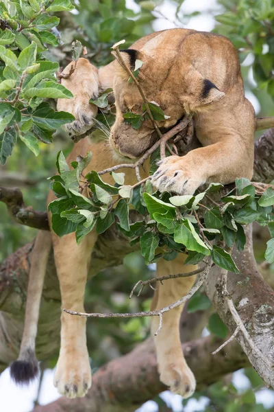 Ağaçta, dişi aslan kapatın. Milli Parkı, Afrika. 