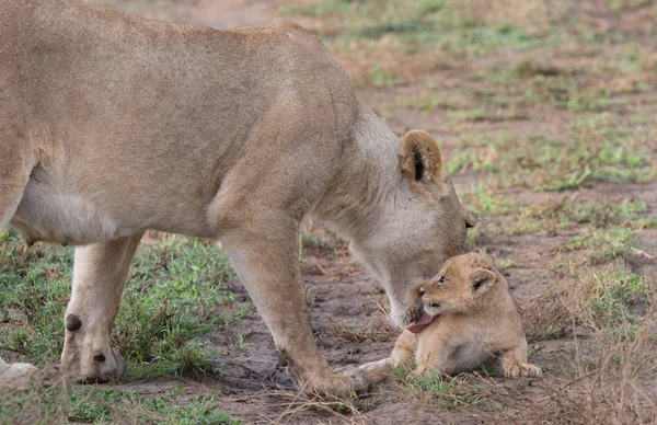 Lwica Jej Cub Afryce Obraz Przyrody — Zdjęcie stockowe