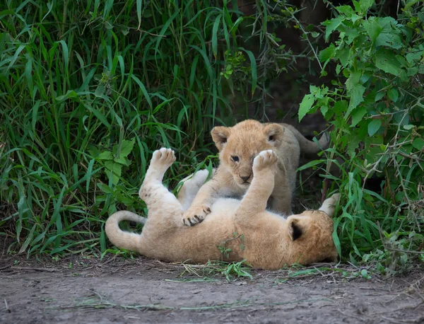 Löwenjungen Spielen Afrika Bild Der Tierwelt — Stockfoto